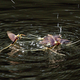 Illustration for article titled Virágzik a Tisza!!!